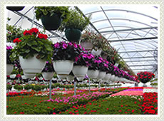 Floriculture Shade Net