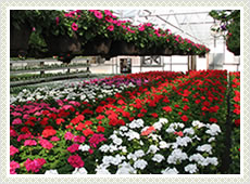 Floriculture Nets India